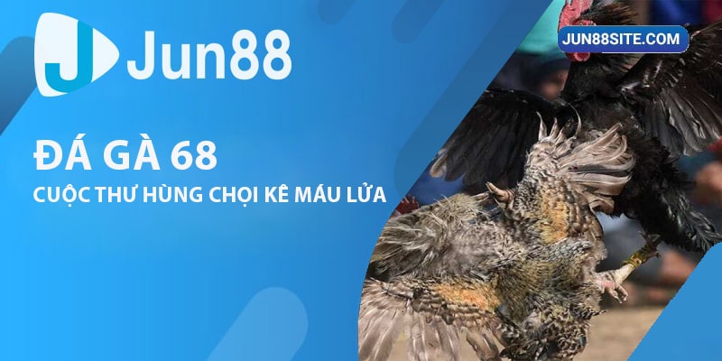 Đá Gà 68: Bùng Nổ Với Các Cuộc Thư Hùng Chọi Kê Máu Lửa Nhất