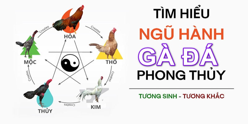 Cách chọn kê theo mạng chuẩn xác trong bí kíp Đá Gà